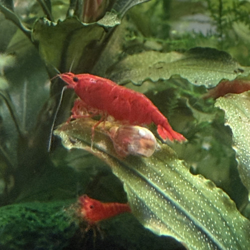 Vends Aquarium 29L (40cm L x 26cm l x 30cm H) en l’état (avec crevettes Bloody Mary)