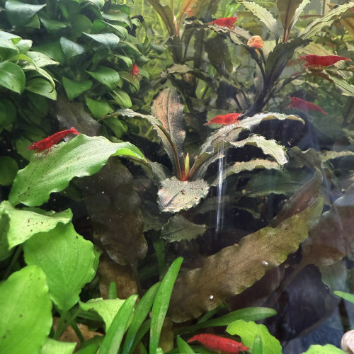 Vends Aquarium 29L (40cm L x 26cm l x 30cm H) en l’état (avec crevettes Bloody Mary)