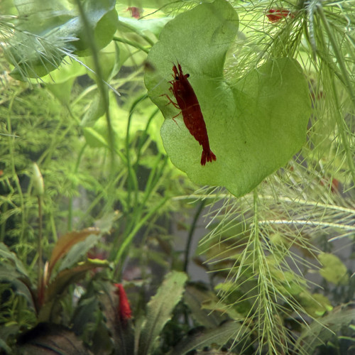 Vends Aquarium 29L (40cm L x 26cm l x 30cm H) en l’état (avec crevettes Bloody Mary)