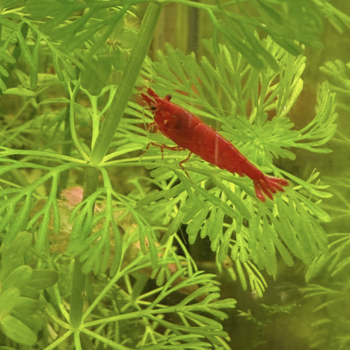 Vends Aquarium 29L (40cm L x 26cm l x 30cm H) en l’état (avec crevettes Bloody Mary)