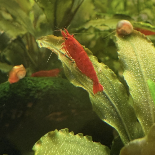 Vends Aquarium 29L (40cm L x 26cm l x 30cm H) en l’état (avec crevettes Bloody Mary)