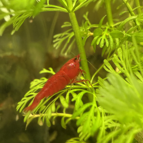 Vends Aquarium 29L (40cm L x 26cm l x 30cm H) en l’état (avec crevettes Bloody Mary)