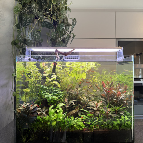 Vends Aquarium 29L (40cm L x 26cm l x 30cm H) en l’état (avec crevettes Bloody Mary)