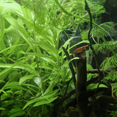 RED CHERRY