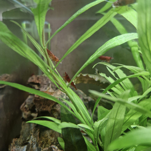 RED CHERRY