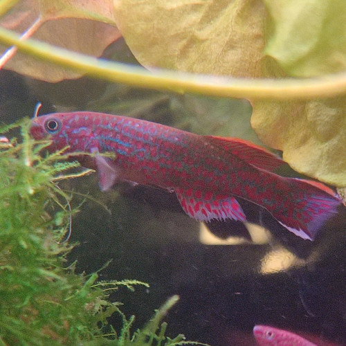 Fundolopanchax Gardneri