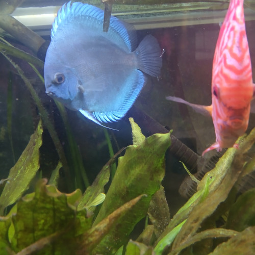 DISCUS