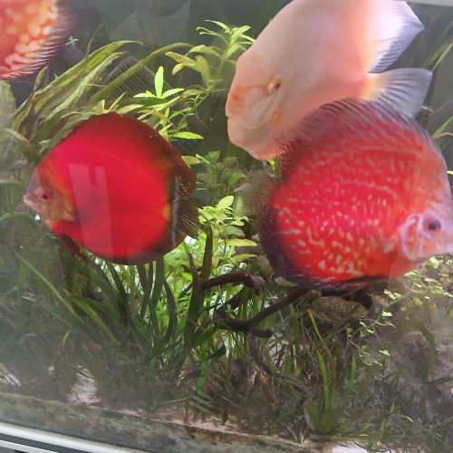 DISCUS