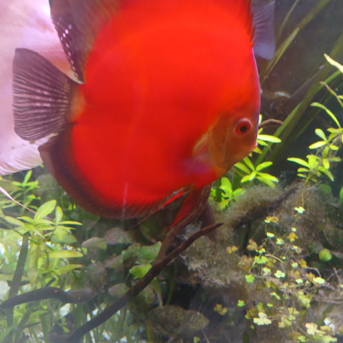 DISCUS