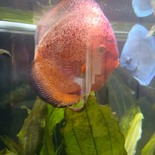 DISCUS