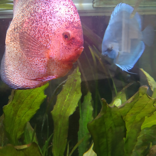 DISCUS