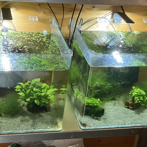 2 aquariums dennerle 70l