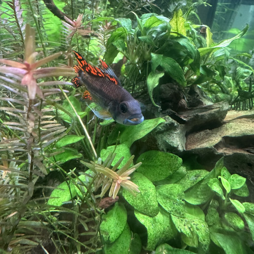 Apistogramma Cacatuoides double red Mâle