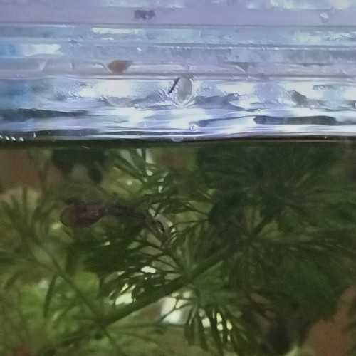 Poisson