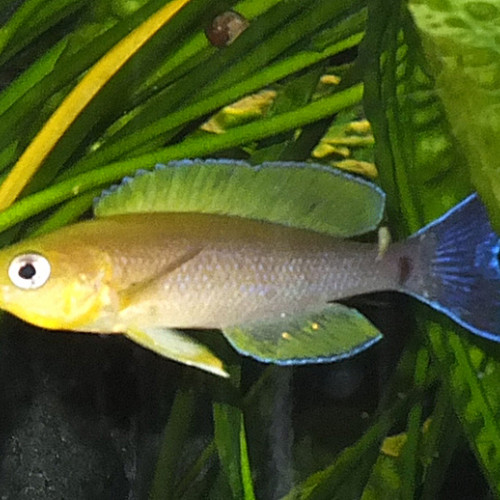 Cyprichromis coloratus