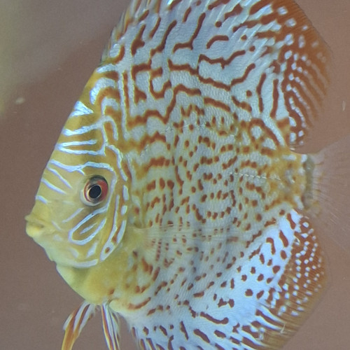 Discus Pantheras et Leopard