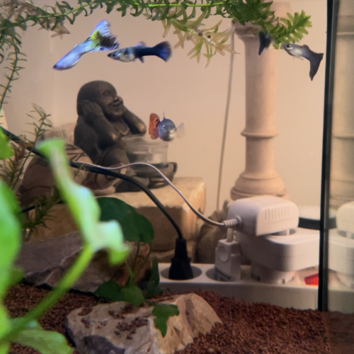 Don Guppys