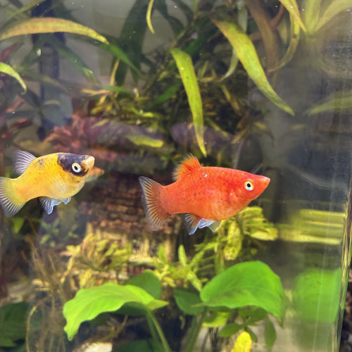 Platys