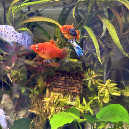 Platys