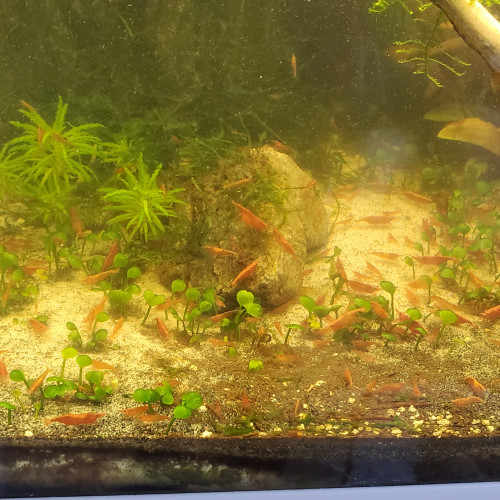 Crevettes Neocaridina Red Cherry