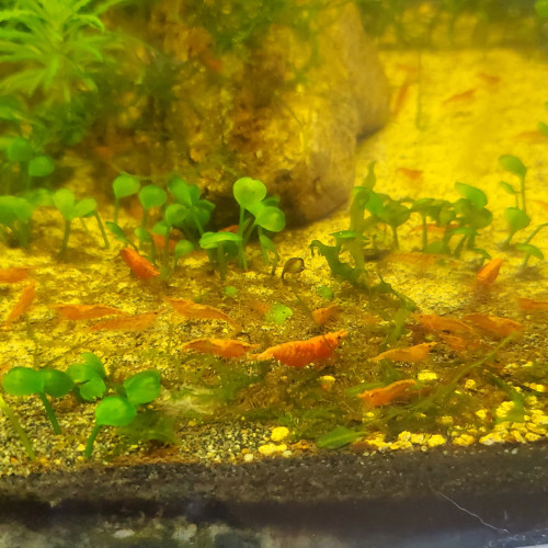 Crevettes Neocaridina Red Cherry