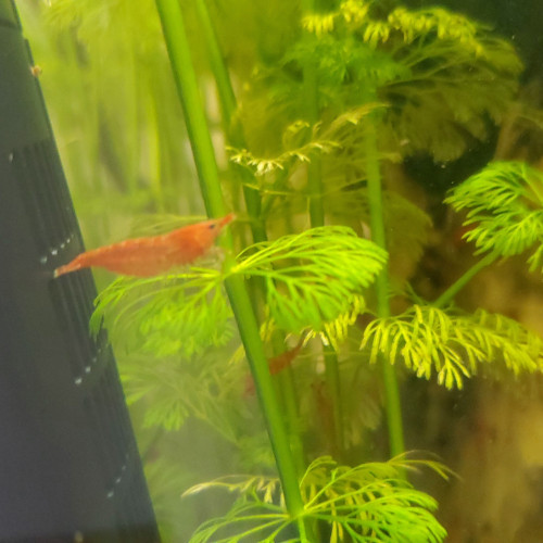 Crevettes Neocaridina Red Cherry
