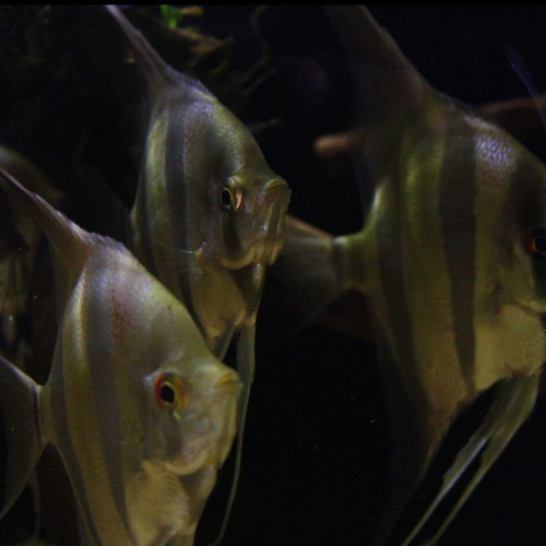 Altum orinoco f1
