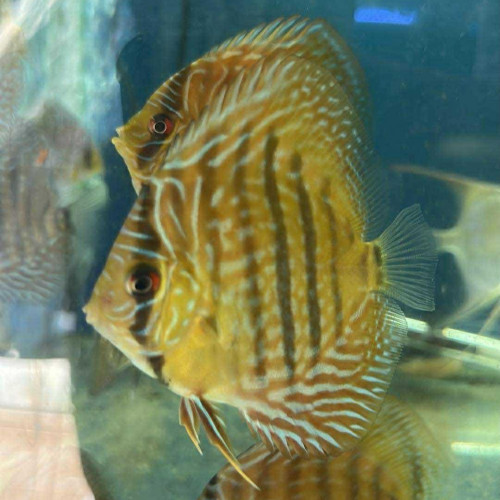 Discus ica red