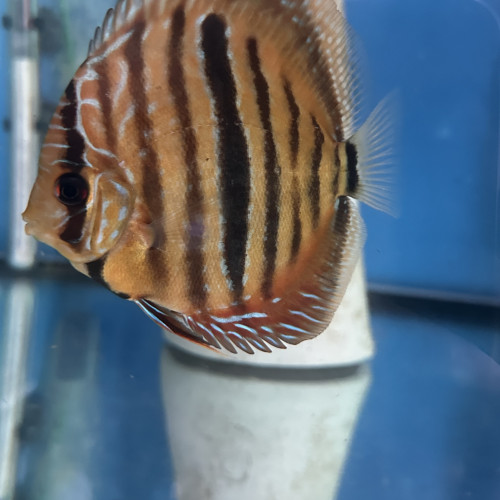 Discus ica red
