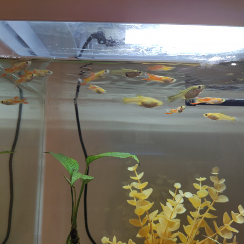Guppy endler male