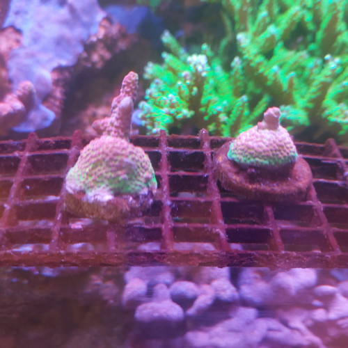 hyacintus Red Planet