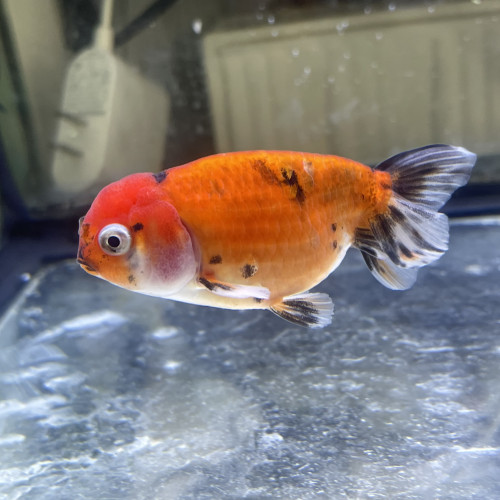 Ranchu