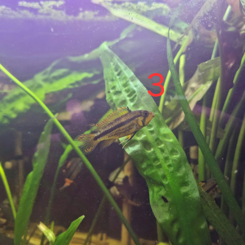 Appistogrammas Cacatuoidès à donner