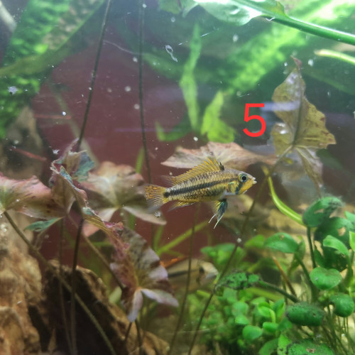 Appistogrammas Cacatuoidès à donner