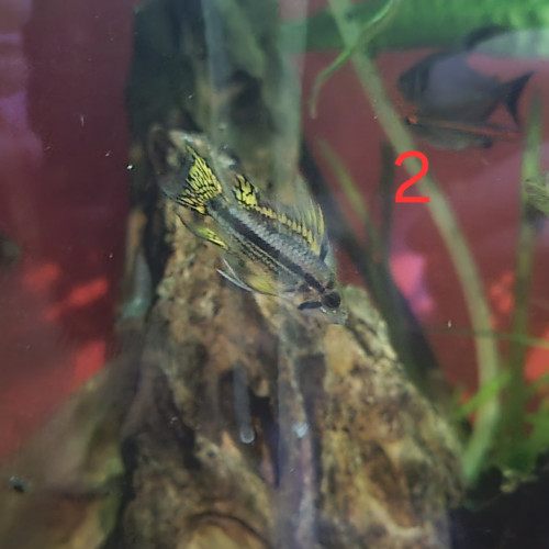 Appistogrammas Cacatuoidès à donner
