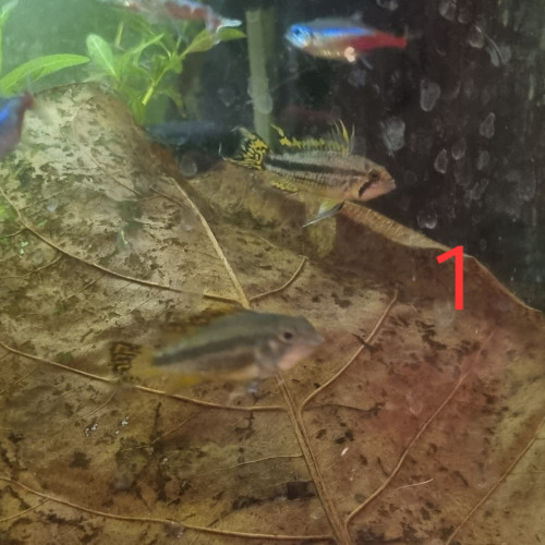 Appistogrammas Cacatuoidès à donner