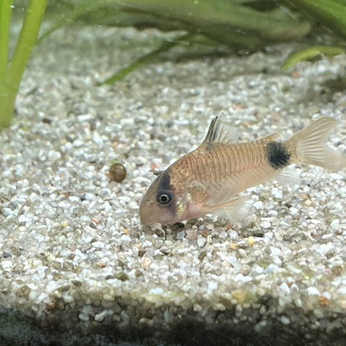 Donne lot de poisson