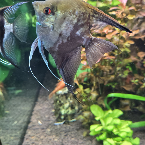 Couple scalaire