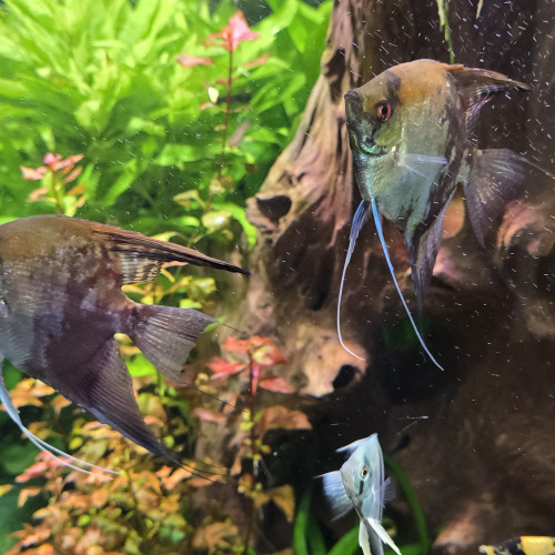Couple scalaire