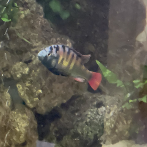 Haplochromis ch44