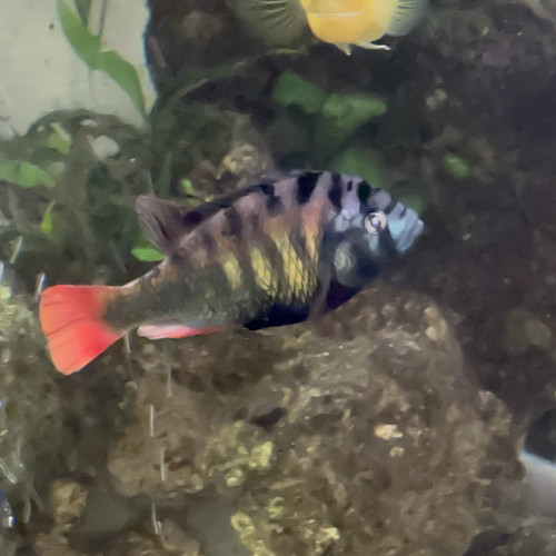 Haplochromis ch44