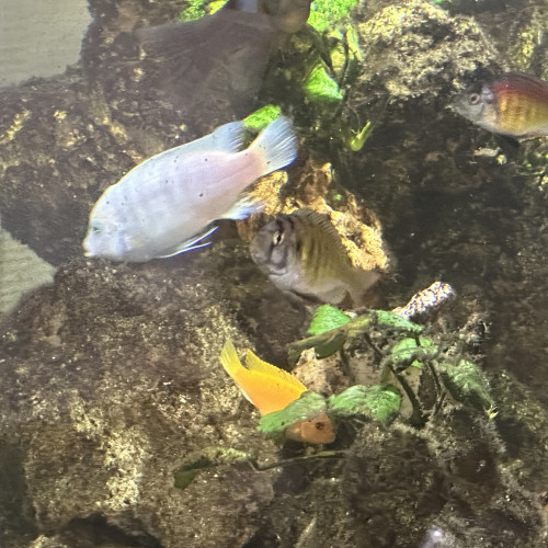 Couple Maylandia Estherae Minos Reef