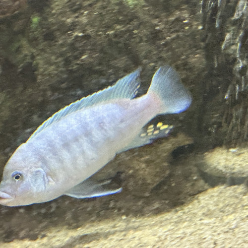 Couple Maylandia Estherae Minos Reef