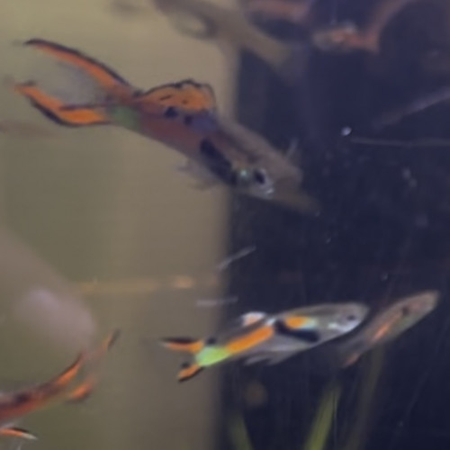 Guppy endler