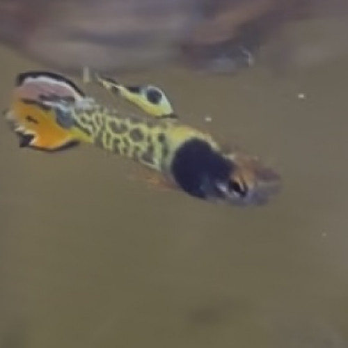 Guppy endler