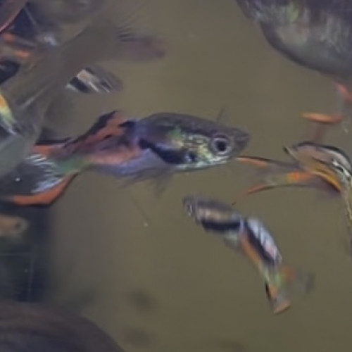 Guppy endler