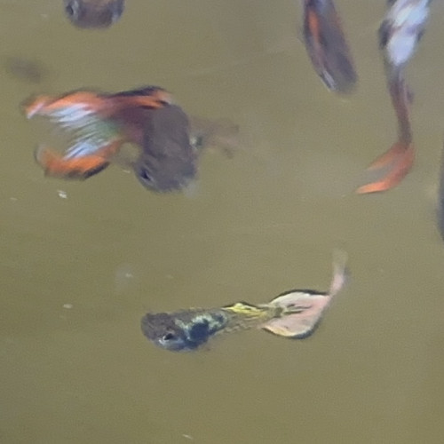 Guppy endler