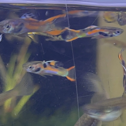 Guppy endler