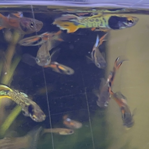 Guppy endler