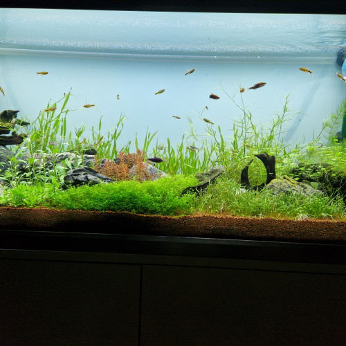 Eheim Proxima 325 tout équipé